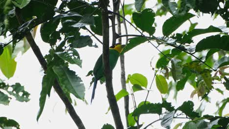 Hidden-behind-a-branch-then-wags-its-tail-several-times-as-it-looks-to-the-right,-Long-tailed-Broadbill-Psarisomus-dalhousiae,-Khao-Yai-National-Park,-Thailand