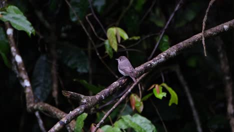 Facing-towards-the-forest-then-looks-around,-Asian-Brown-Flycatcher,-Muscicapa-dauurica,-Khao-Yai-National-Park,-Thailand