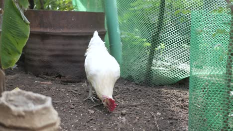 Pov-Zu-Einem-Huhn-In-Einer-Käfigfreien-Farm,-Während-Es-Nahrung-Auf-Dem-Boden-Isst