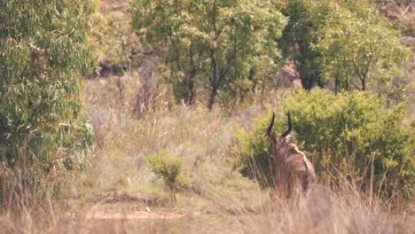 Größere-Kudu-Antilope,-Die-Im-Buschland-Der-Afrikanischen-Savanne-Spazieren-Geht