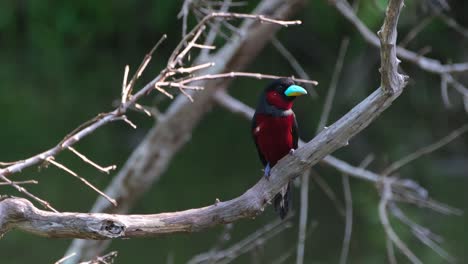 Looking-to-the-right-intensely-while-perched-on-a-bare-branch,-Black-and-red-Broadbill,-Cymbirhynchus-macrorhynchos,-Kaeng-Krachan-National-Park,-Thailand