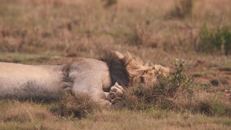Afrikanischer-Löwe,-Der-Fest-Auf-Seiner-Linken-Seite-Im-Savannengras-Schläft