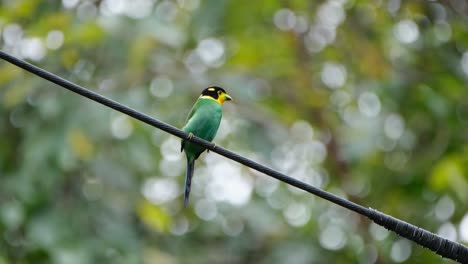 Seen-from-its-front-side-perched-on-a-wire-then-wags-its-tail-up-and-down-for-the-world-to-see,-Long-tailed-Broadbill-Psarisomus-dalhousiae,-Khao-Yai-National-Park,-Thailand