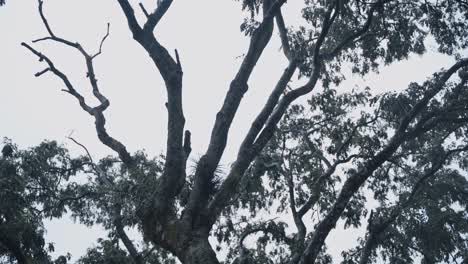 Schöne-Baumkronen-Und-Zweige-Des-Waldes-Von-Guatemala,-Handbewegungsansicht