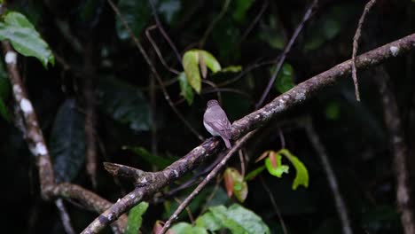 Perched-on-a-low-branch-in-the-forest-as-seen-from-its-back-looking-around,-Asian-Brown-Flycatcher,-Muscicapa-dauurica,-Khao-Yai-National-Park,-Thailand