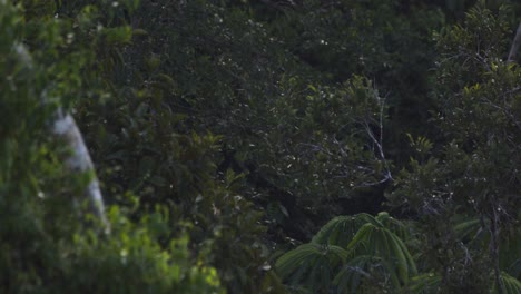 Murciélagos-Cazando-Al-Atardecer-En-La-Selva-Tropical-De-La-Reserva-Nacional-De-Tambopata,-Perú