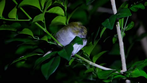 Roosting-during-the-night-with-its-head-hidden-under-its-left-wing,-Common-Tailorbird-Orthotomus-sutorius,-Thailand