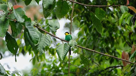 Perched-on-a-diagonal-branch-as-it-looks-forward-moving-its-head,-Long-tailed-Broadbill-Psarisomus-dalhousiae,-Khao-Yai-National-Park,-Thailand
