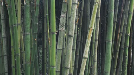 Bosque-De-Bambú-Verde-Y-Vibrante,-Vista-De-Cerca-De-Mano
