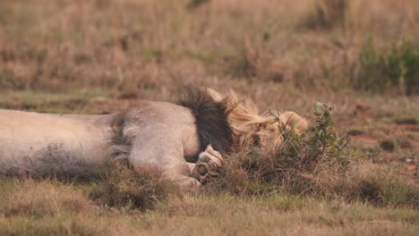 Lion-lying-on-his-left-side-and-sleeping-in-african-savannah-grass