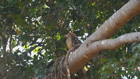 Seen-sleeping-during-a-windy-day-on-top-of-a-big-branch,-Buffy-Fish-Owl-Ketupa-ketupu,-Khao-Yai-National-Park,-Thailand