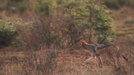 Black-backed-jackal-trotting-in-african-savannah-bushland,-slow-motion