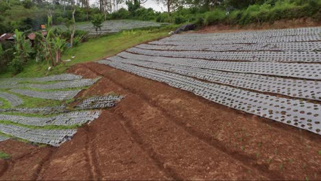 Rows-of-soil-on-vegetable-farm-plantation-covered-with-plastic,-new-seedlings,-aerial