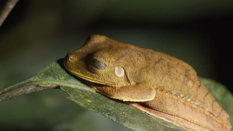 Tree-frog-Osteocephalus-genus-rests-motionless-on-leaf-in-Amazon-rainforest