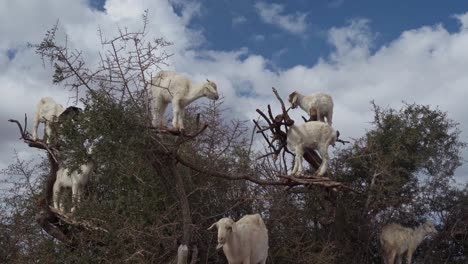 Group-of-tree-goats-standing-on-tree-branches-in-Morocco,-handheld-view