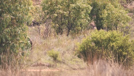 Greater-Kudu-antelope-walking-behind-bush-in-african-savannah