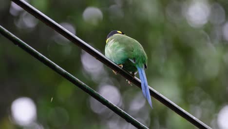 Seen-from-under-during-a-rainy-day-then-hops-around-to-face-to-the-right,-Long-tailed-Broadbill-Psarisomus-dalhousiae,-Khao-Yai-National-Park,-Thailand