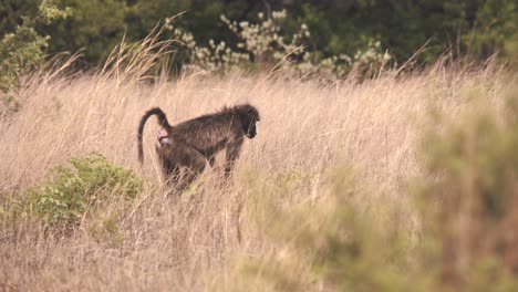 Chacma-baboon-monkey-in-savannah-grass-turning-and-walking-away