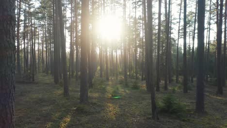 AERIAL:-Sun-Beam-Passes-Through-Forest-Trees-and-Hits-Soft-Woodland-Ground