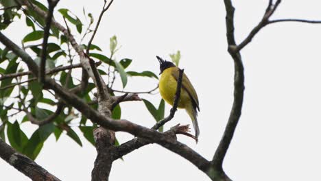 Perched-on-a-small-branch-facing-to-the-left-while-looking-around,-Black-crested-Bulbul-Rubigula-flaviventris,-Thailand