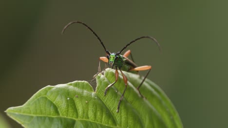 Escarabajo-Tigre-Peruano-Se-Posa-En-La-Hoja,-Reserva-Nacional-De-Tambopata