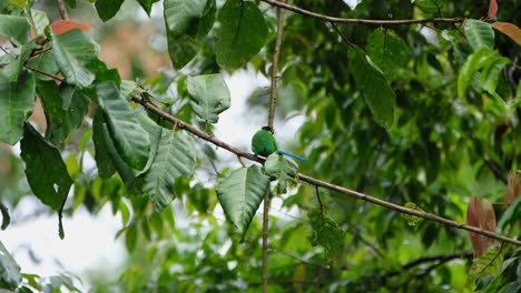 Seen-from-its-back-perched-on-a-branch-then-flies-away,-Long-tailed-Broadbill-Psarisomus-dalhousiae,-Khao-Yai-National-Park,-Thailand