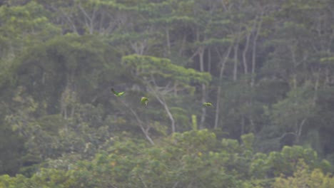 Flock-of-Blue-Headed-Parrot-Fly-over-Tambopata-National-Reserve-Rainforest