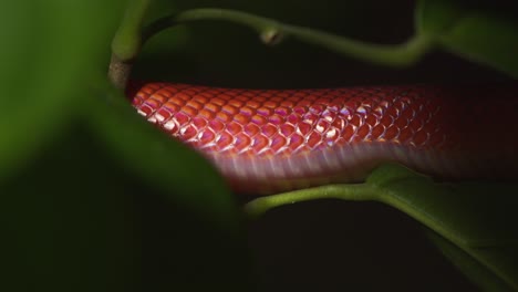 Bright-Red-coloured-Coral-snake-moves-between-the-deep-green-leaves-in-the-rain-forest-of-Peru