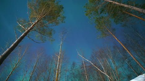 Dolly-shot-of-Northern-lights-and-boreal-pine-trees-in-winter-woodland,-time-lapse