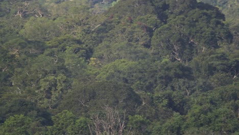 Small-flock-of-Mealy-Parrots-fly-through-Tambopata-National-Reserve