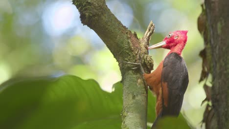 Hermoso-Y-Brillante-Pájaro-Carpintero-De-Cuello-Rojo-Picoteando-Madera-De-Tronco-De-árbol-Y-Comiendo-Insectos-Debajo-De-él