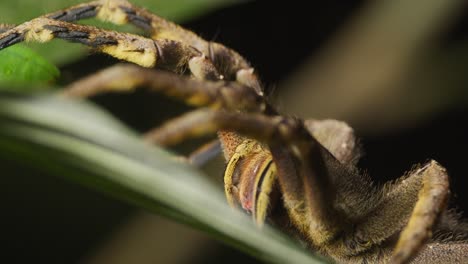 Close-up-of-Brazilian-Wandering-Spider-motionless-on-leaf,-Amazon-rainforest