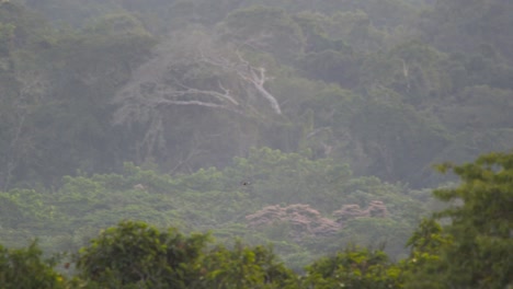 Weitschwenkflug-Des-Weißkehltukans-über-Dem-Walddach-In-Peru