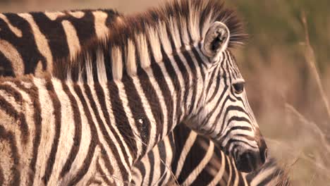 Plains-zebra-foal-next-to-grazing-mother-in-savannah,-close-up-shot