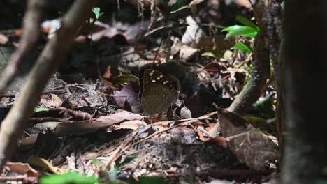 Seen-with-its-wings-closed-on-the-forest-ground,-Common-Archduke,-Lexias-pardalis,-Thailand