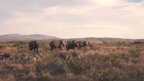 Zebraherde,-Die-In-Der-Savanne-An-Grasenden-Afrikanischen-Elefanten-Vorbeigeht