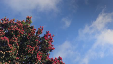 Rote-Pohutakawa-Blumen-Wiegen-Sich-Tagsüber-In-Der-Sanften-Brise-Unter-Blauem-Himmel-In-Auckland,-Neuseeland