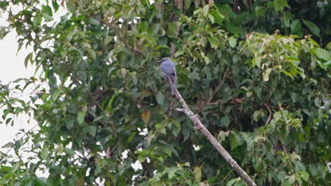 Perched-on-top-of-a-broken-branch-then-flies-away,-Ashy-Drongo-Dicrurus-leucophaeus,-Khao-Yai-National-Park,-Thailand