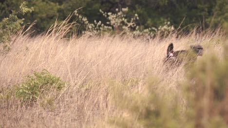 Cape-baboon-monkey-walking-in-long-grass-in-african-savannah
