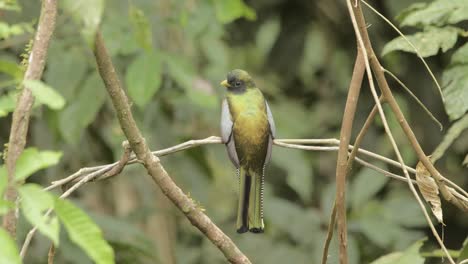 Masked-trogon-sitting-on-a-vine-looking-around-in-the-forest