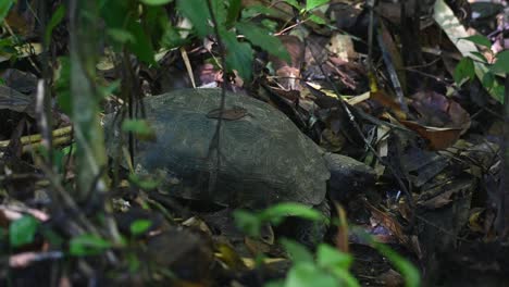 Resting-on-the-forest-ground-after-a-mushroom-meal-then-looks-around,-Asian-Forest-Tortoise,-Manouria-emys,-Kaeng-Krachan-National-Park,-Thailand