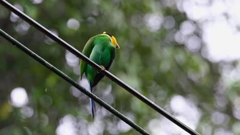 Perched-on-an-electric-wire-as-it-preens-itself-and-scratches,-Long-tailed-Broadbill-Psarisomus-dalhousiae,-Khao-Yai-National-Park,-Thailand