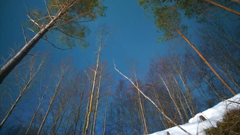 Time-lapse-of-aurora-borealis-through-trees