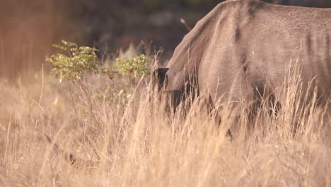 Weißes-Nashorn,-Das-In-Der-Afrikanischen-Hitze-Auf-Hohem-Savannengras-Weidet
