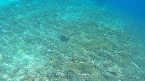 Korallenriff,-Tropische-Fische-Und-Meeresschildkröten-Im-Warmen-Ozean