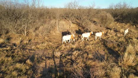 Aerial-video-approaching-several-Oryx-on-a-ranch-in-Texas