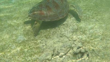Grüne-Meeresschildkröte,-Die-Unter-Wasser-Schwimmt-Und-Isst