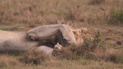 Lion-falling-asleep-lying-on-his-side-in-african-savannah-grass