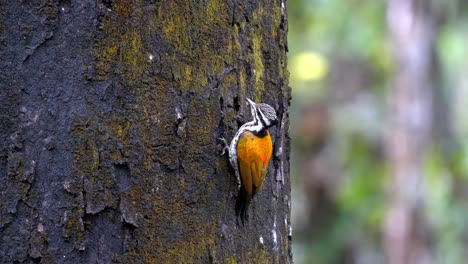 A-Himalayan-Flame-back-woodpecker-picking-grubs-and-insects-from-the-bark-of-a-tree