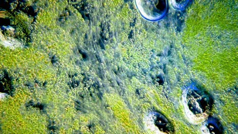 Cyanobakterien-Und-Grünalgenbewegung-Unter-Dem-Mikroskop